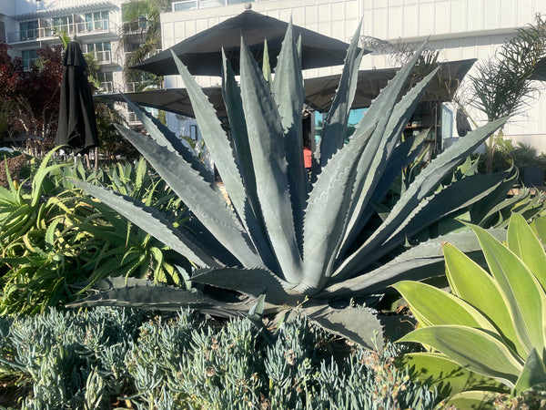 Agave Americana - The Cactus Outlet
