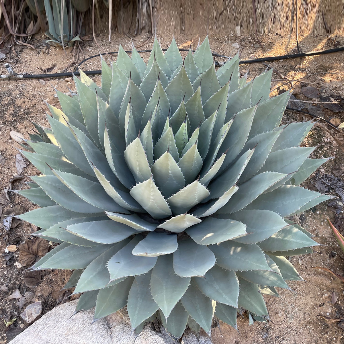 Agave parryi var. huachucensis | Artichoke Agave