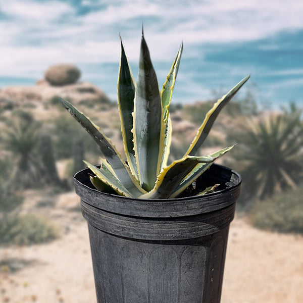 Cactus - Plant | The Century Variegata Americana Agave Outlet