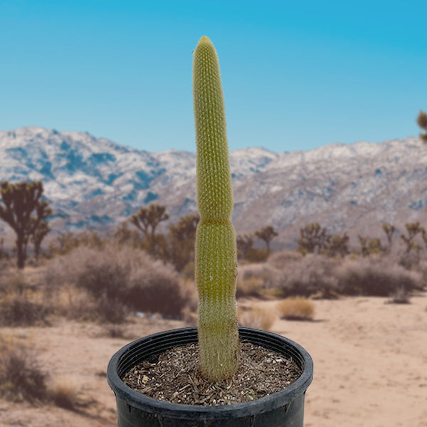 GICOS APPENDIABITI CACTUS BIANCO 122CM