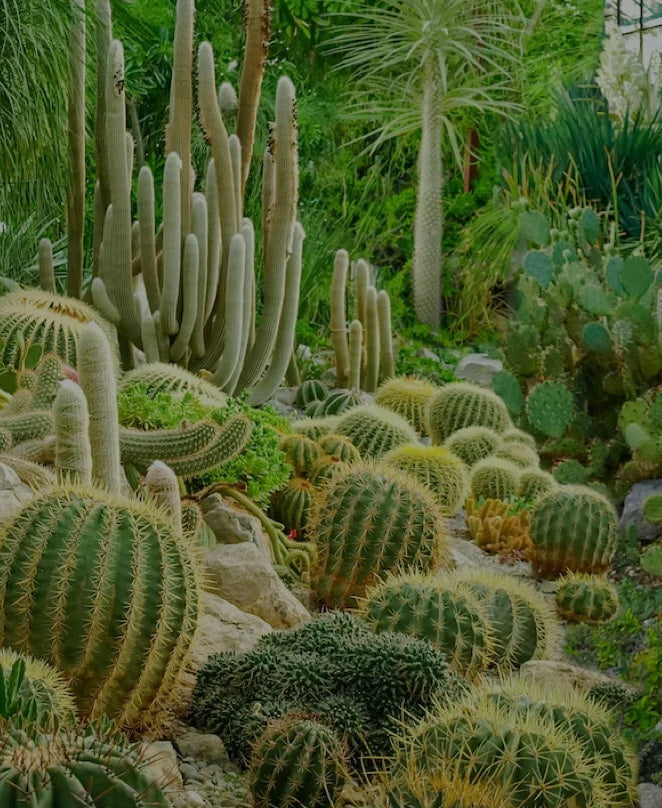 How Many Types of Cacti Are There?