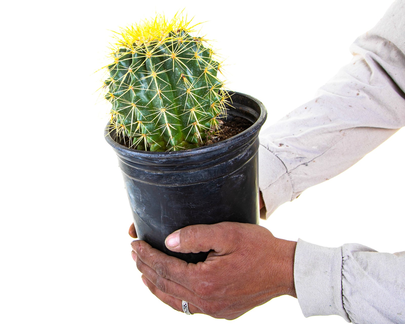 How Often Should You Water a Cactus? What You Need To Know - The 