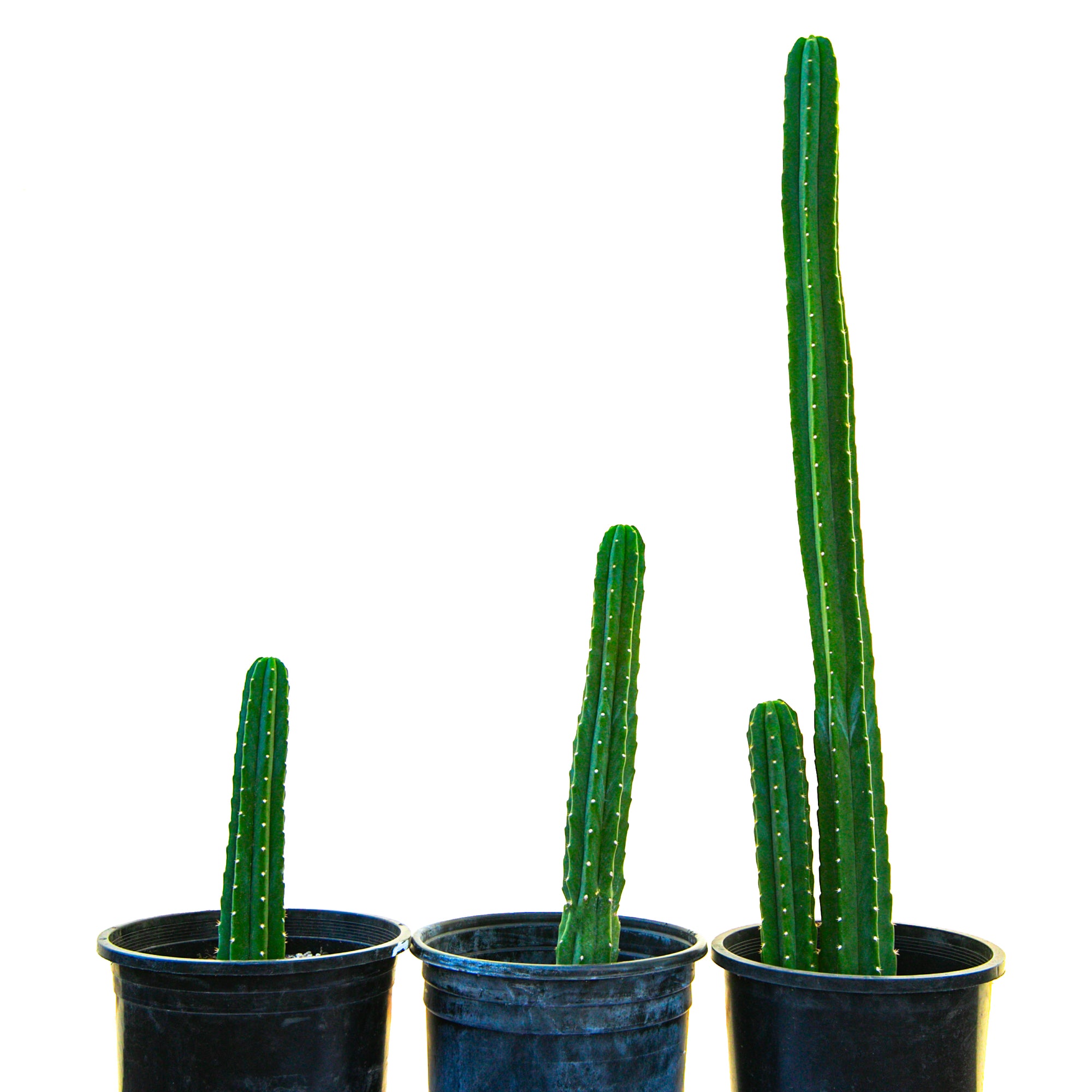 Should I Buy a Cactus Cutting Online?