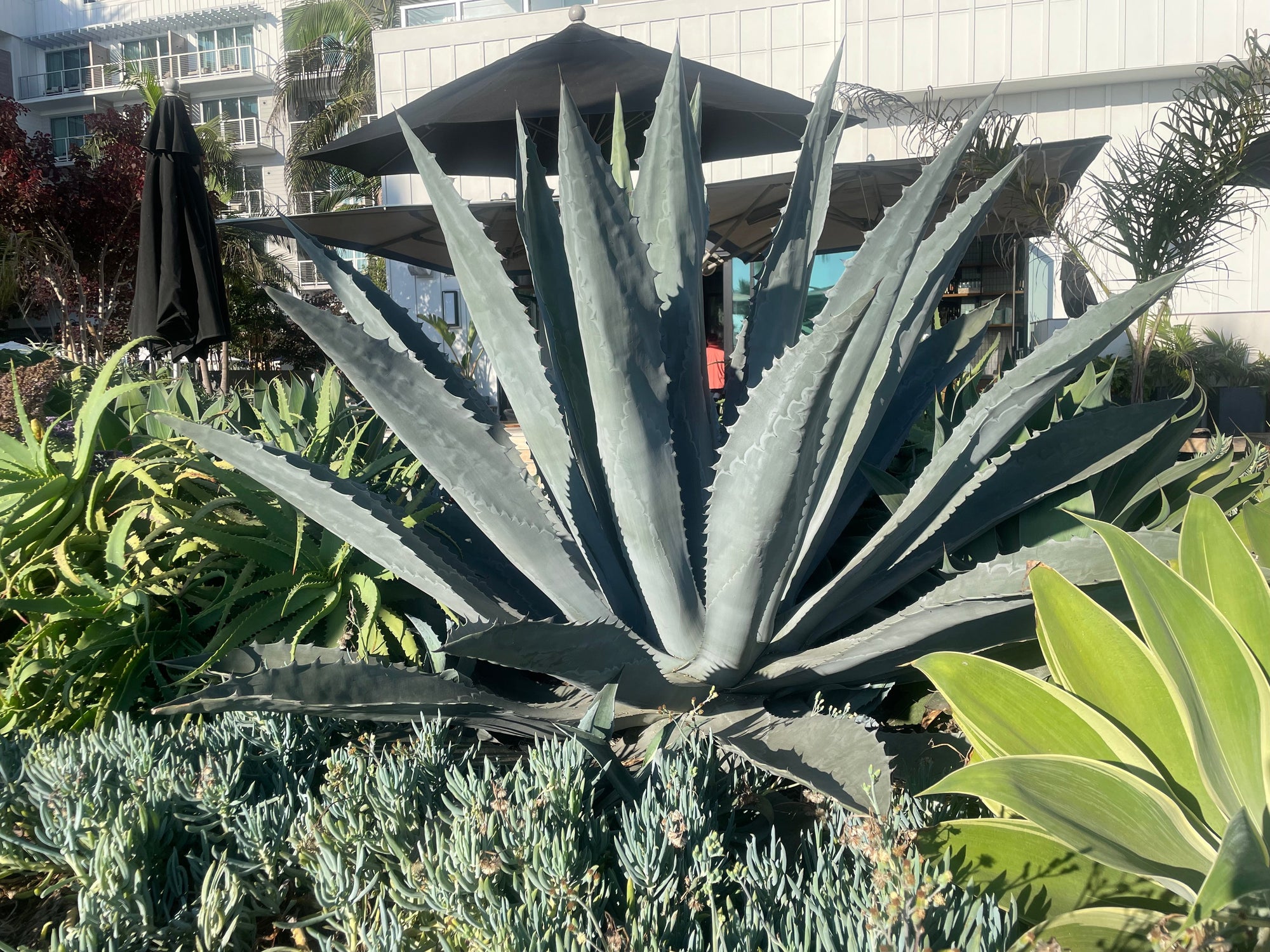 The Wonderful World of Agaves