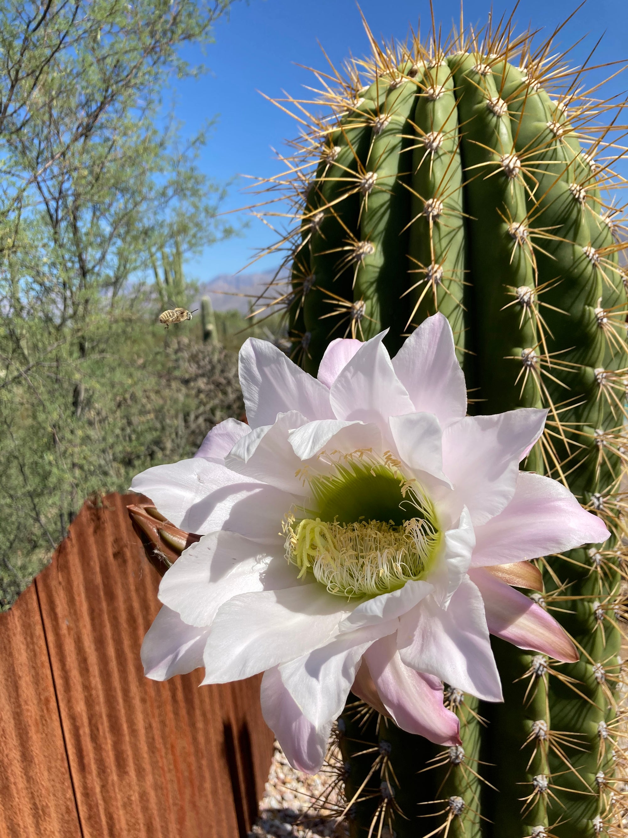 Cacti of South America