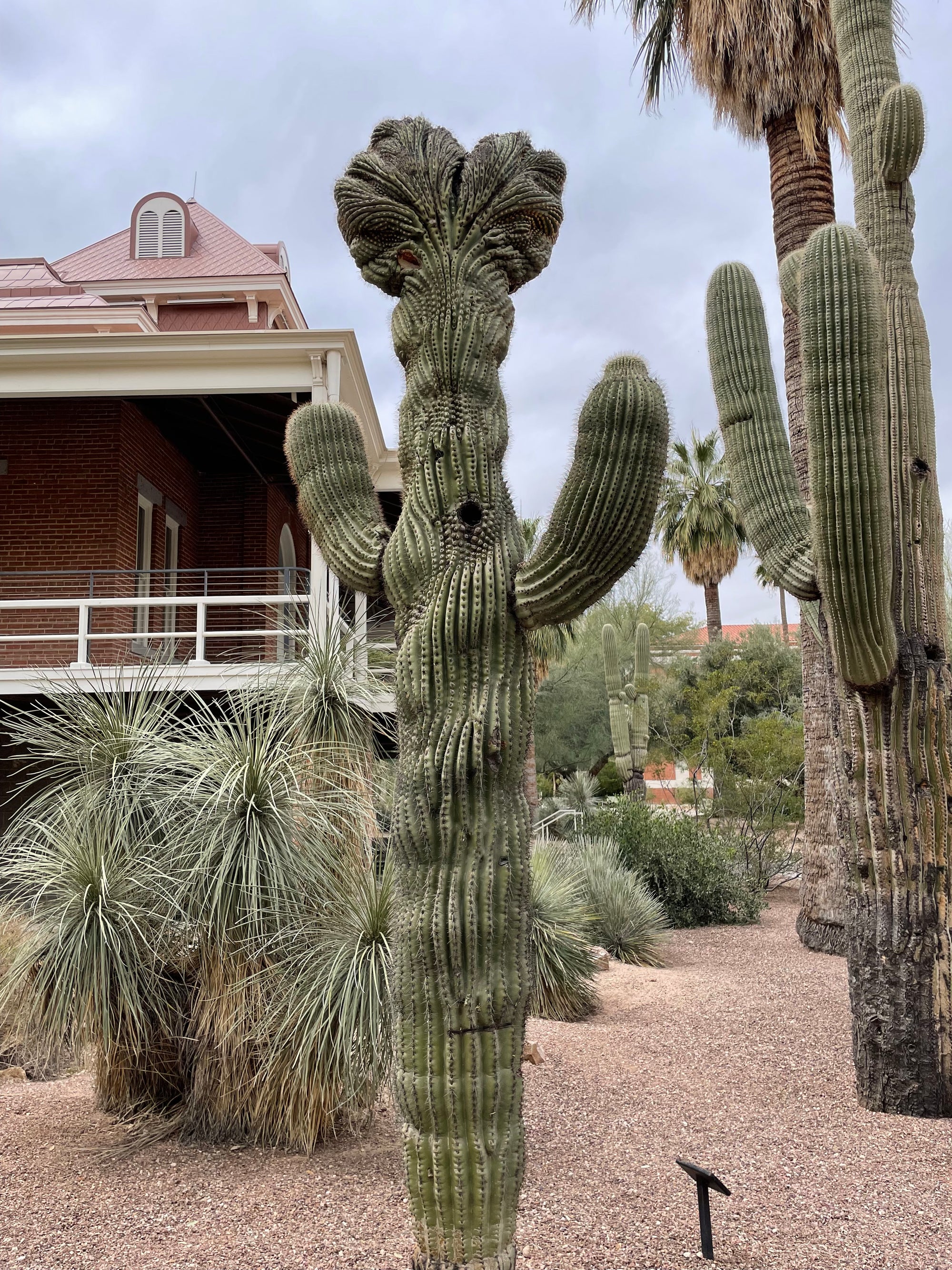 Cacti of the Sonoran Desert