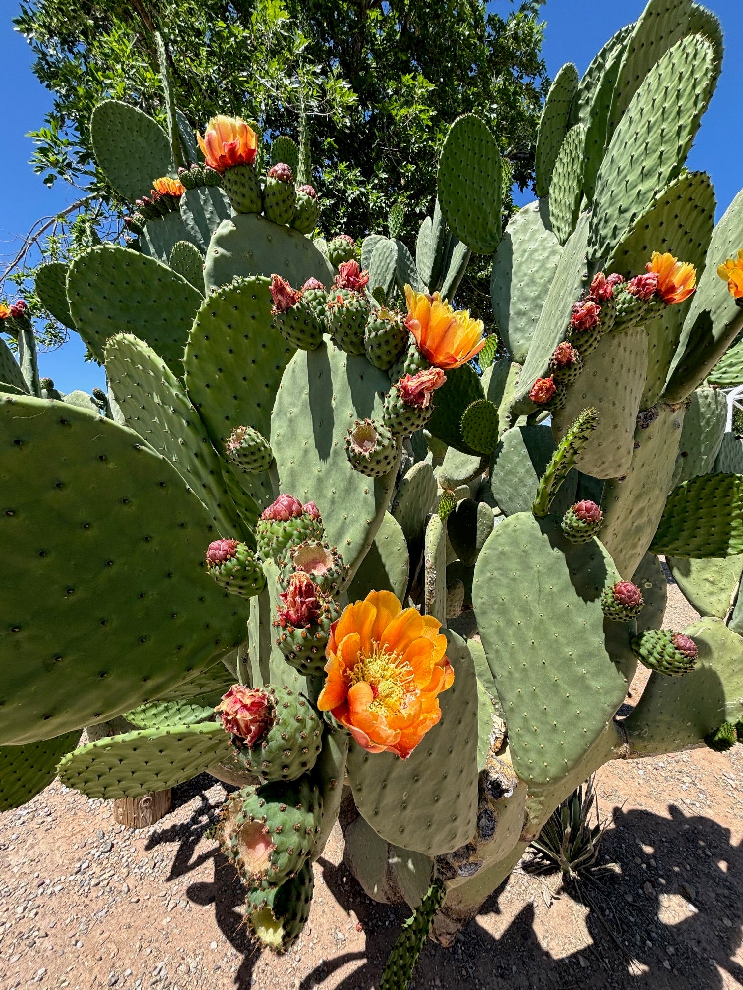 How To Grow a Prickly Pear Cactus