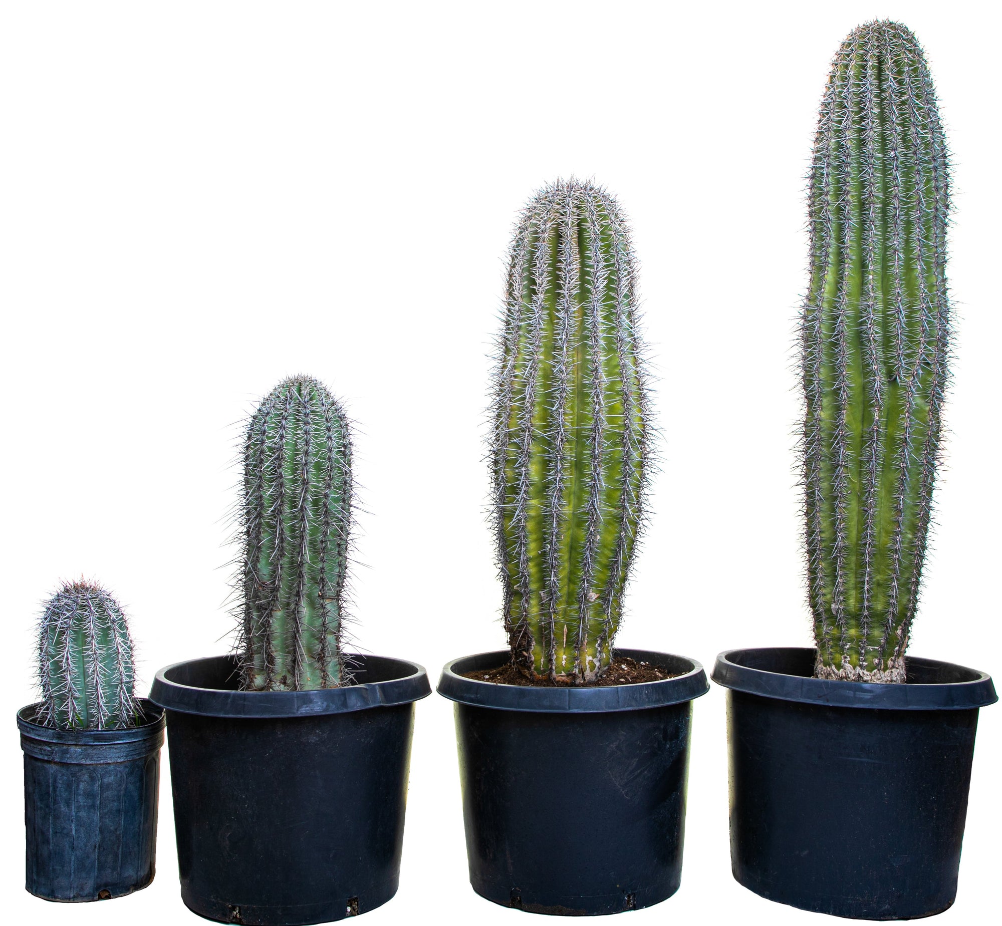 Let's Talk Proper Cacti and Succulent Orientation