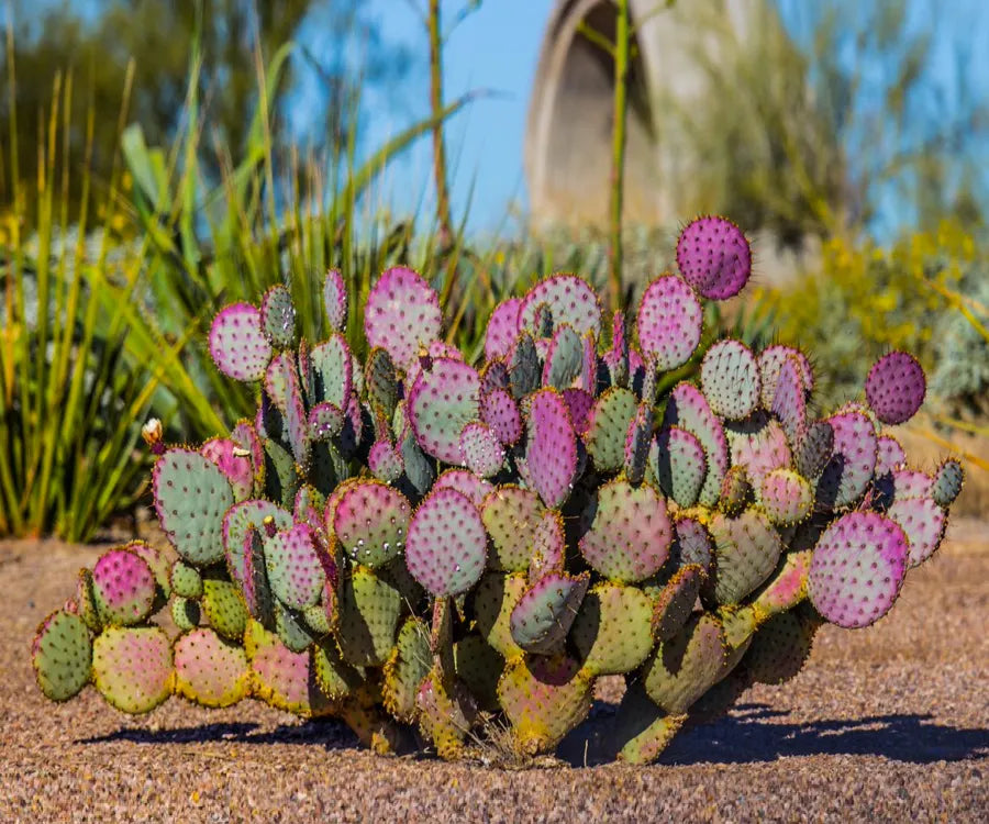 The Mighty Prickly Pear Cactus