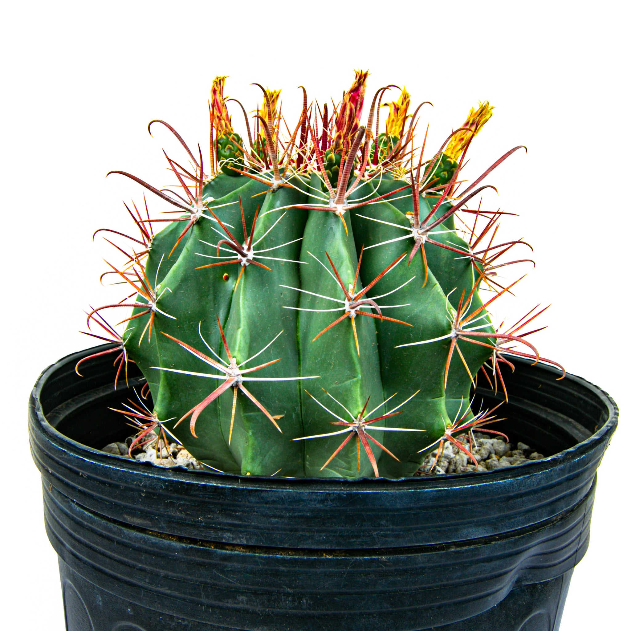Southwestern Barrel Cactus (Ferocactus Wislizeni) - The Cactus Outlet