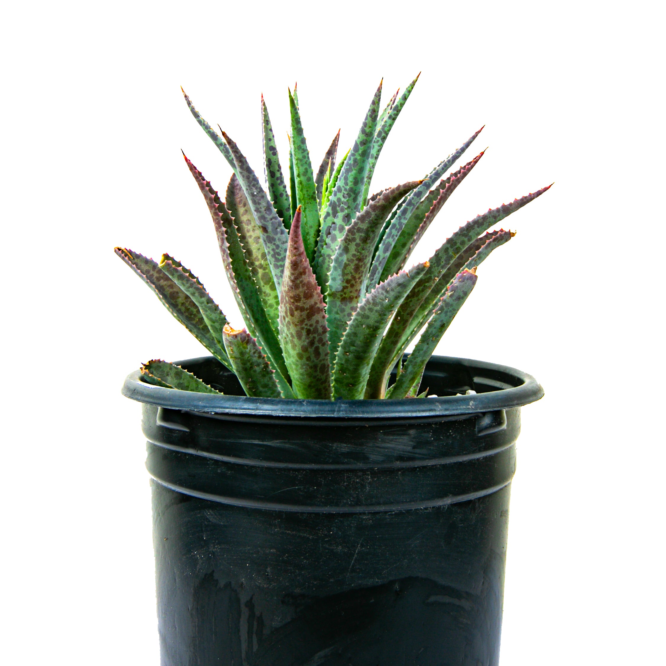 Succulent Plant Mangave Bloodspot. shops An exquisitely colored and beautifully shaped plant!