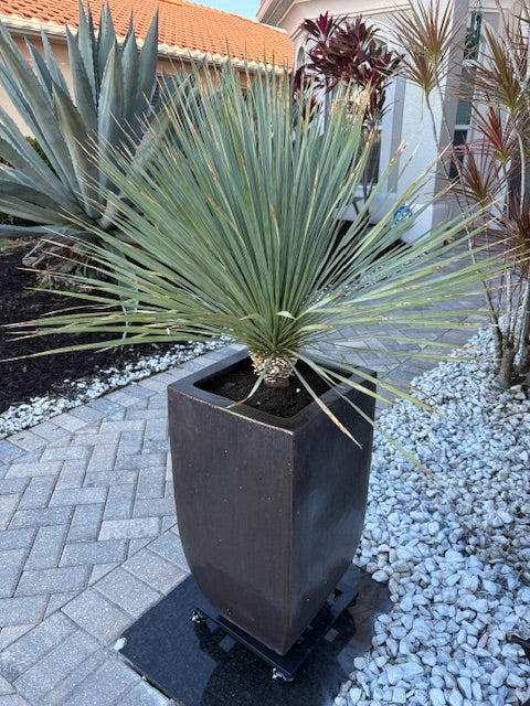 Yucca Rostrata