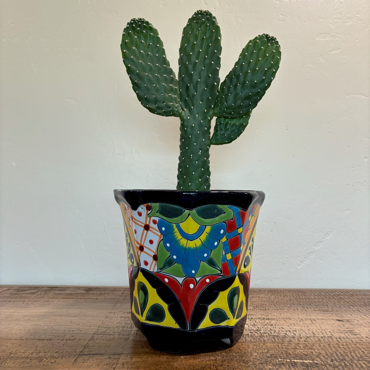 Tall Cowboy Prickly Pear Cactus Plant For Sale in a Hand-Made Hand-Painted Talavera Pot From Mexico For Sale Online