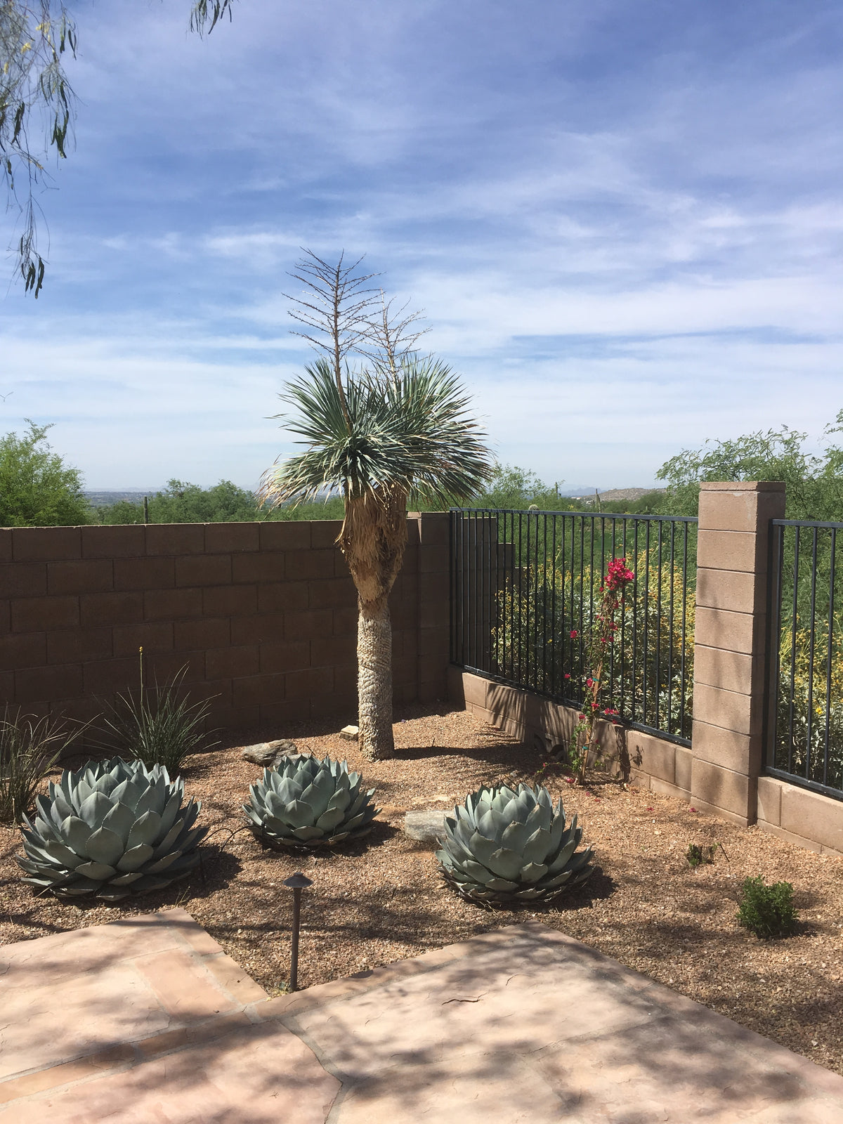 Agave Parryi Truncata tall plant, spiky leaves, for sale, planted in corner of yard.