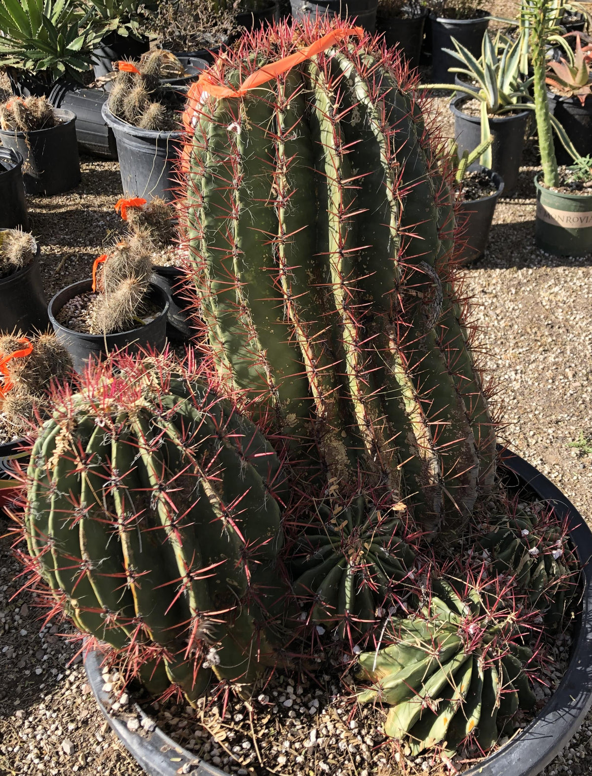 Ferocactus Pringlei