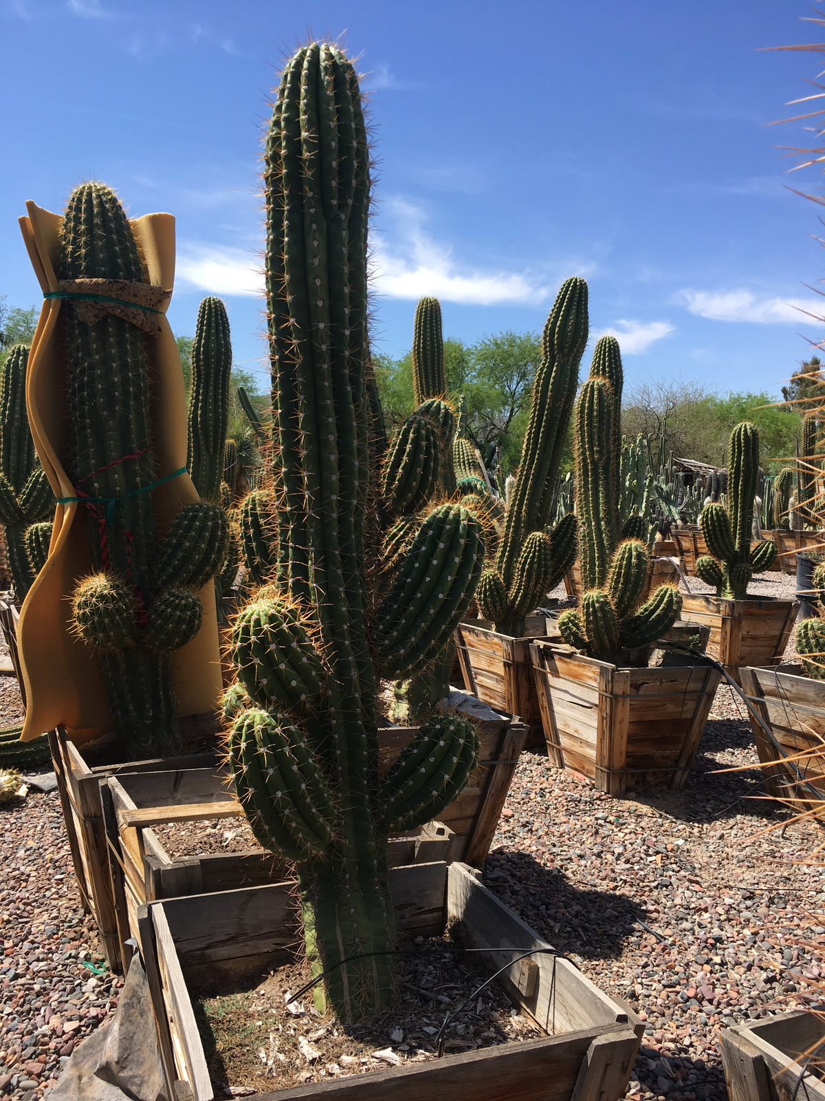 Image of South American Saguaro tall cactus plant for sale