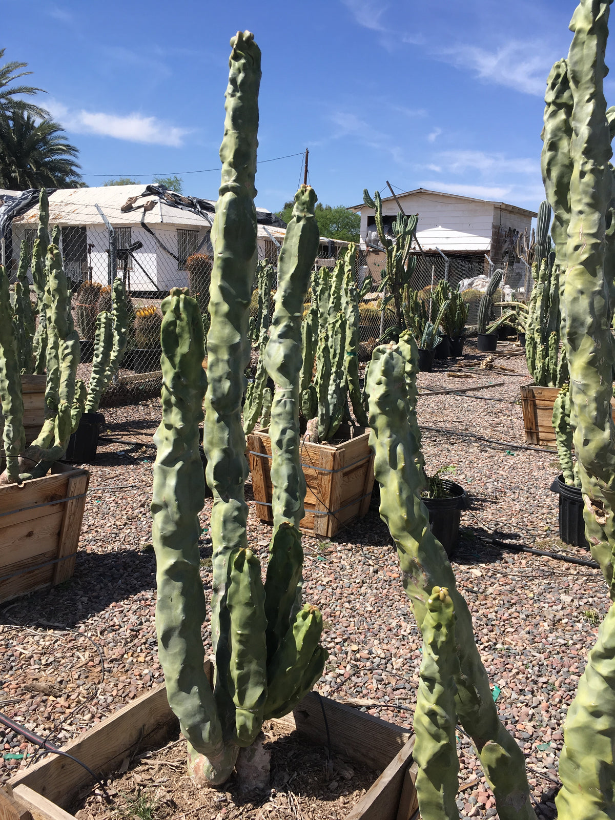 &quot;Minor&quot; Totem Pole cactus variant in 24&quot; box cactus nursery container