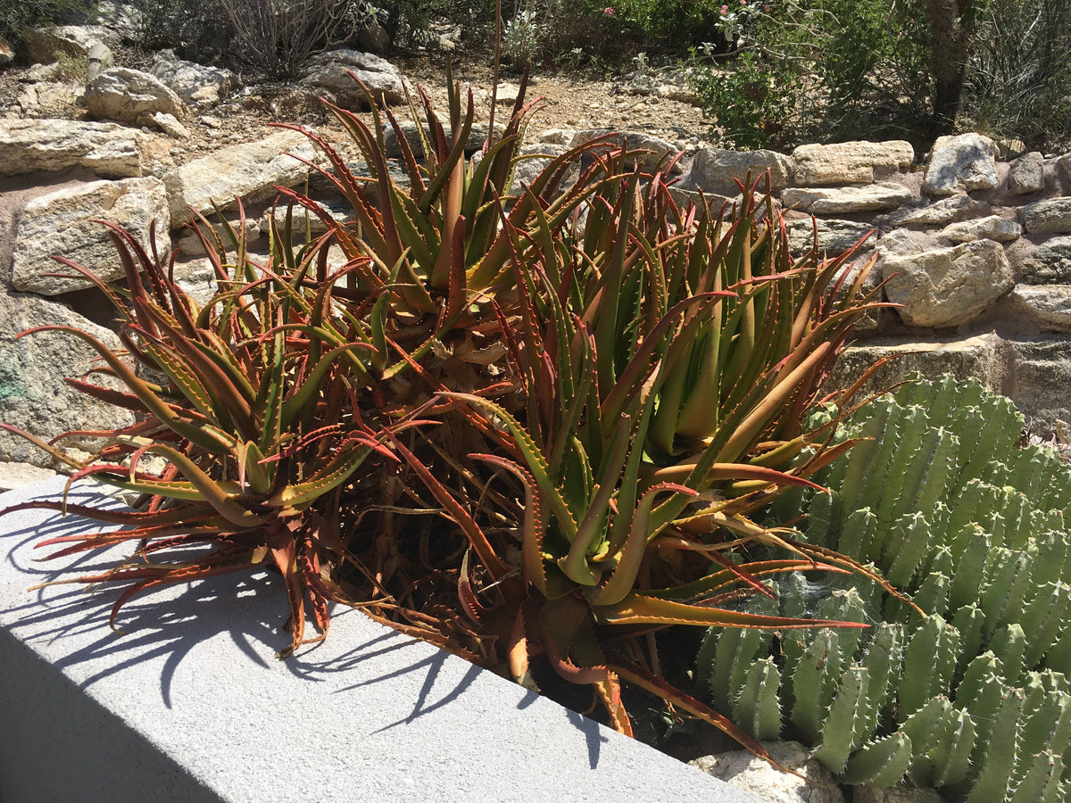 Aloe Cameronii plant, green leaves with red tips, for sale