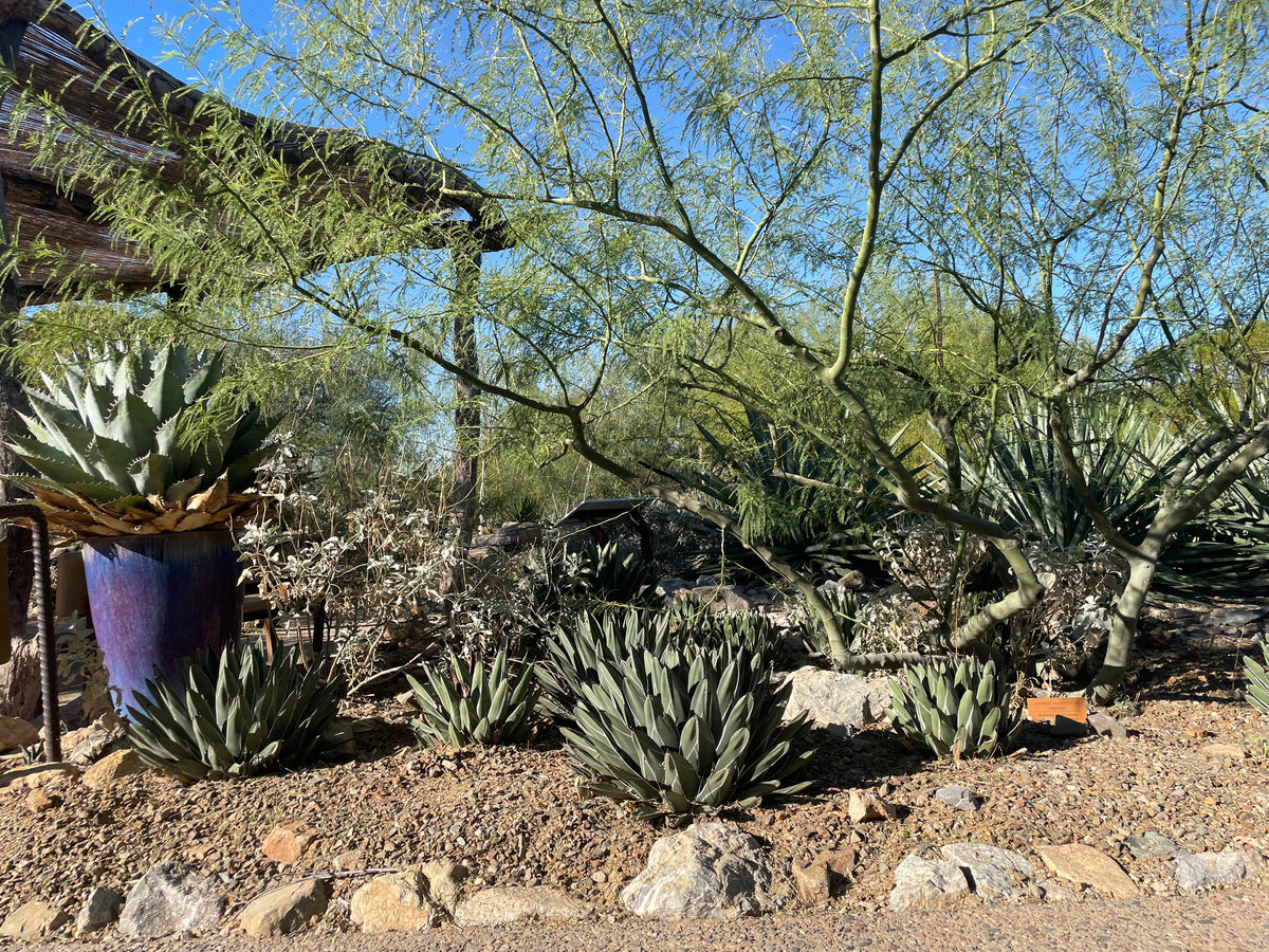 Landscape full of King Ferdinand Agave plants for sale online