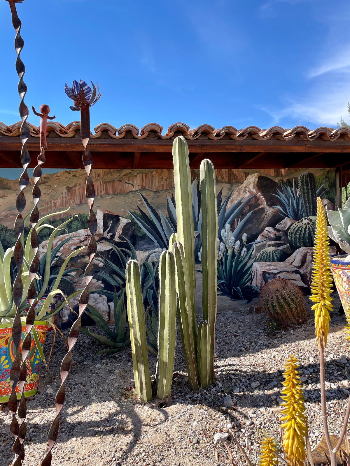 Mexican Fence Post Cactus