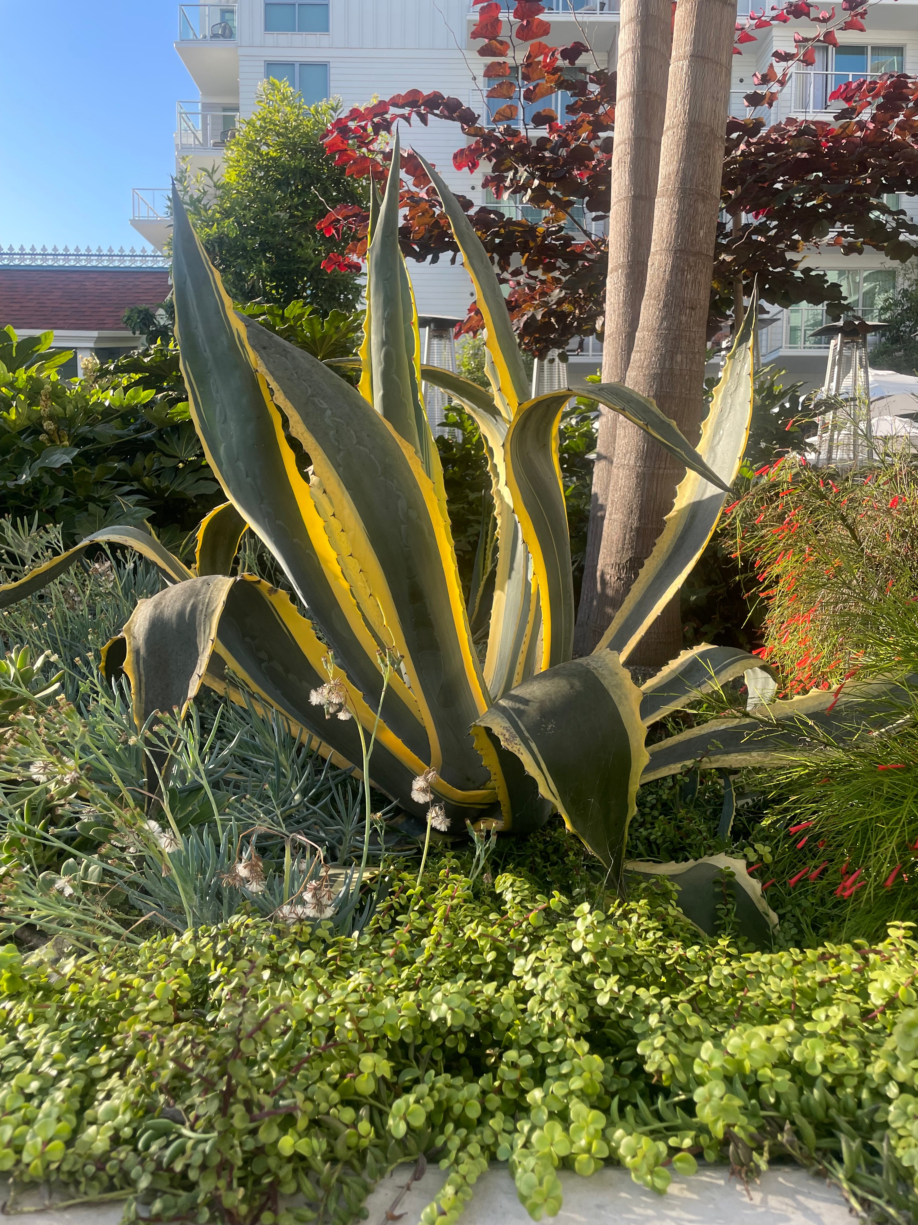 Americana - The Century Variegata Agave Outlet Cactus | Plant