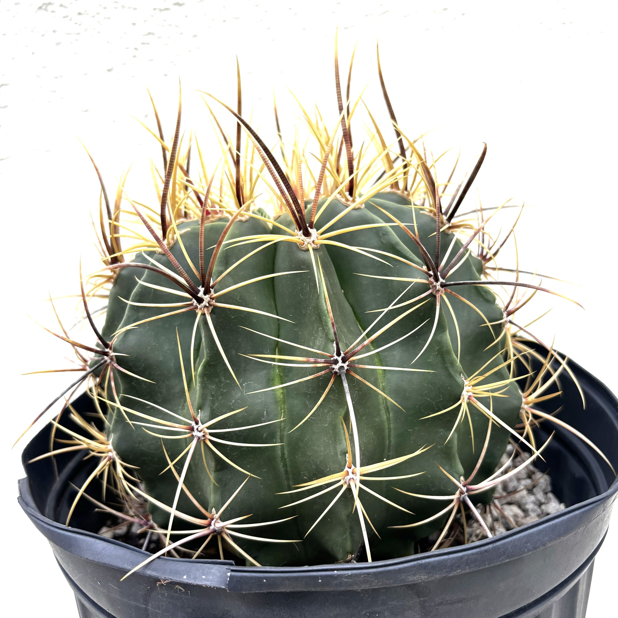 5gal Candy Barrel Cactus Plant For Sale Online in a Cactus Nursery Pot