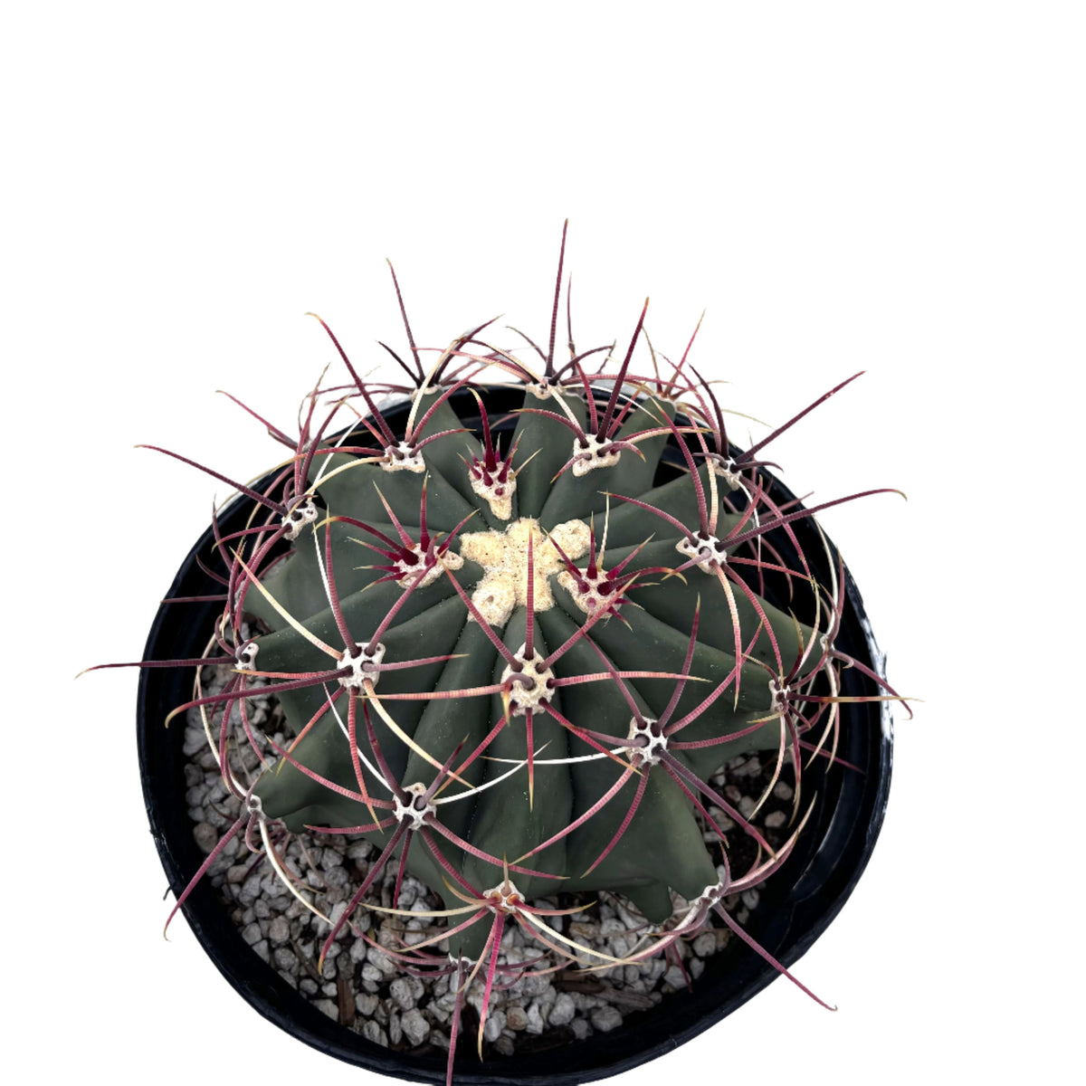 5gal Coville Barrel Cactus Plant For Sale Online in a Cactus Nursery Pot