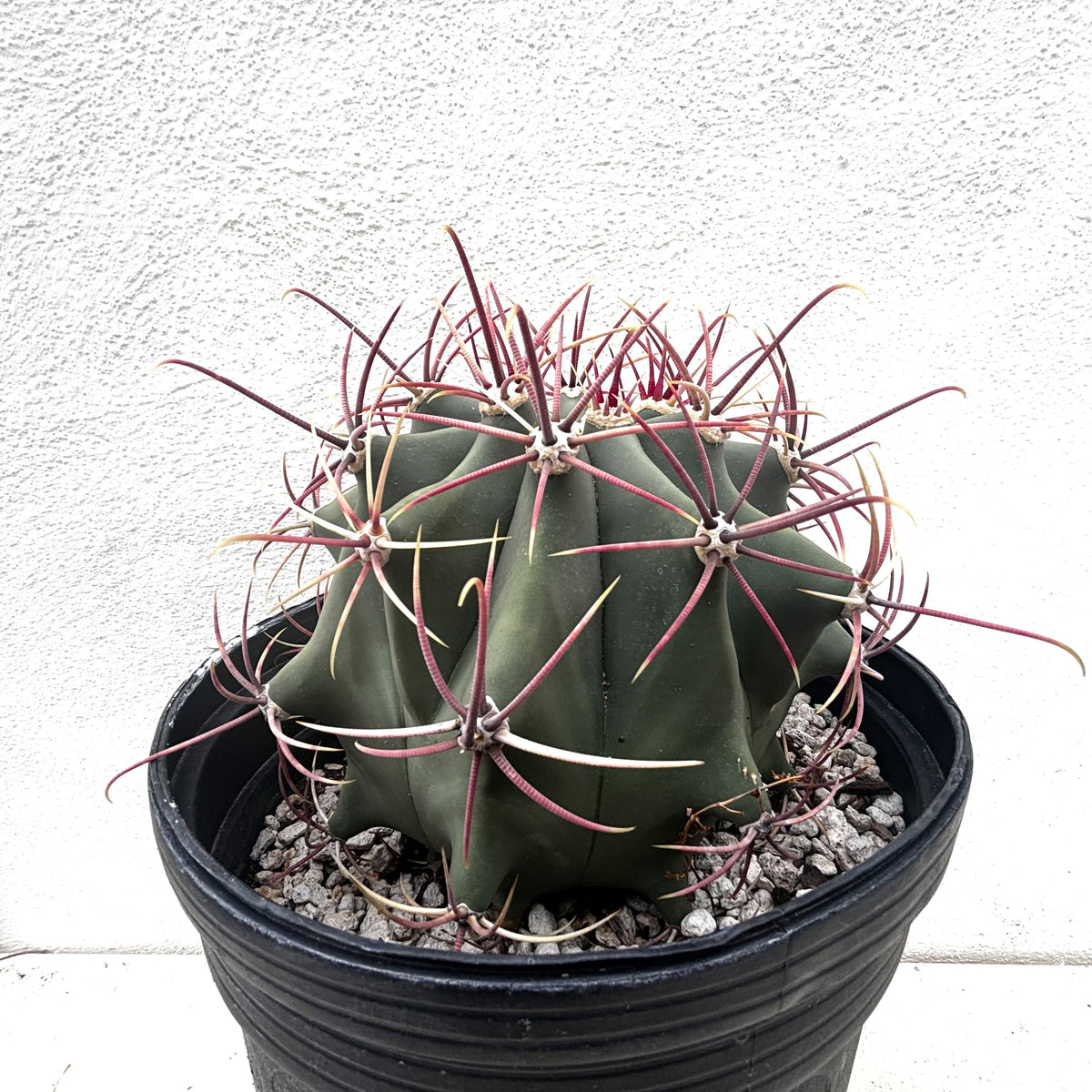 5gal Coville Barrel Cactus Plant For Sale Online in a Cactus Nursery Pot