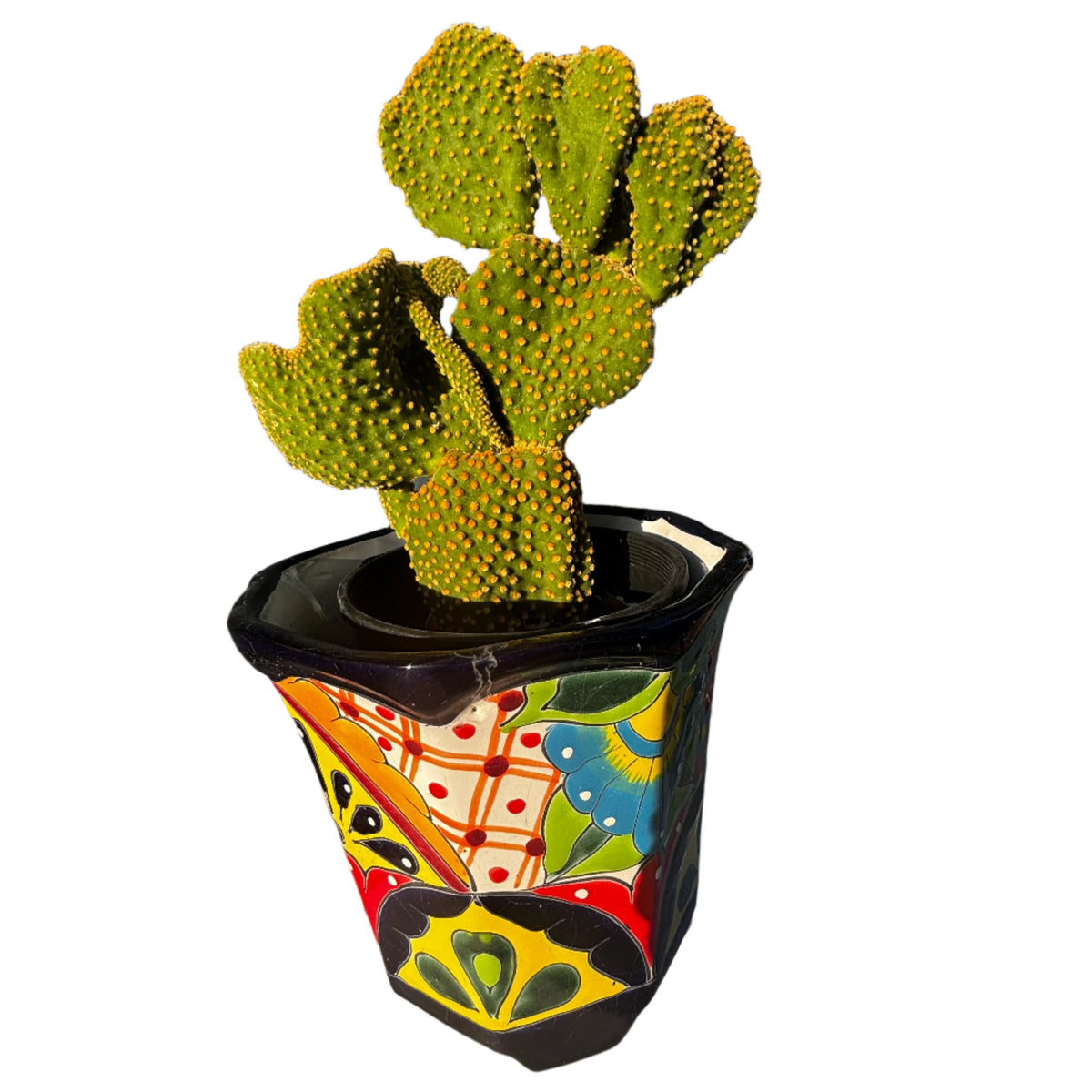 Funny Bunny Prickly Pear