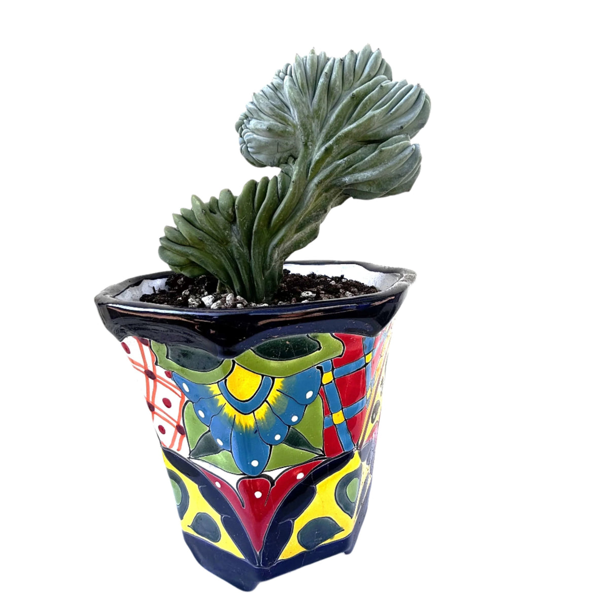 Large and Tall Crested Myrtillocactus Geometrizans Blue Flame Cactus Plant For Sale Online