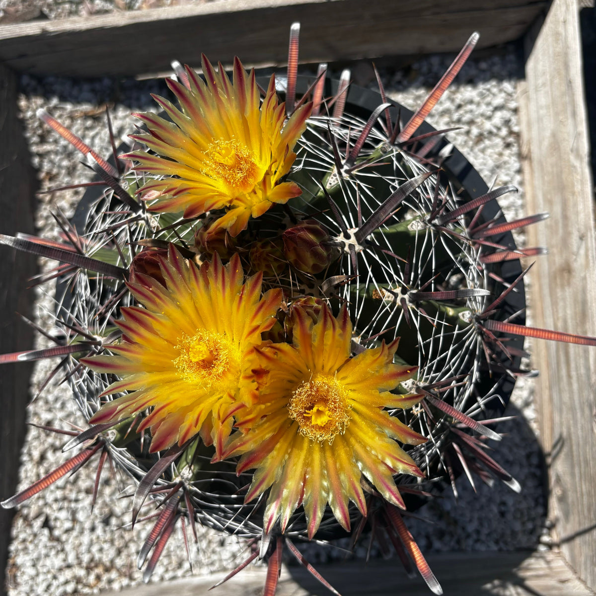 5gal Ferocactus herrarae Twisted Spine Barrel Cactus With Flowers For Sale Online in a Cactus Nursery Pot