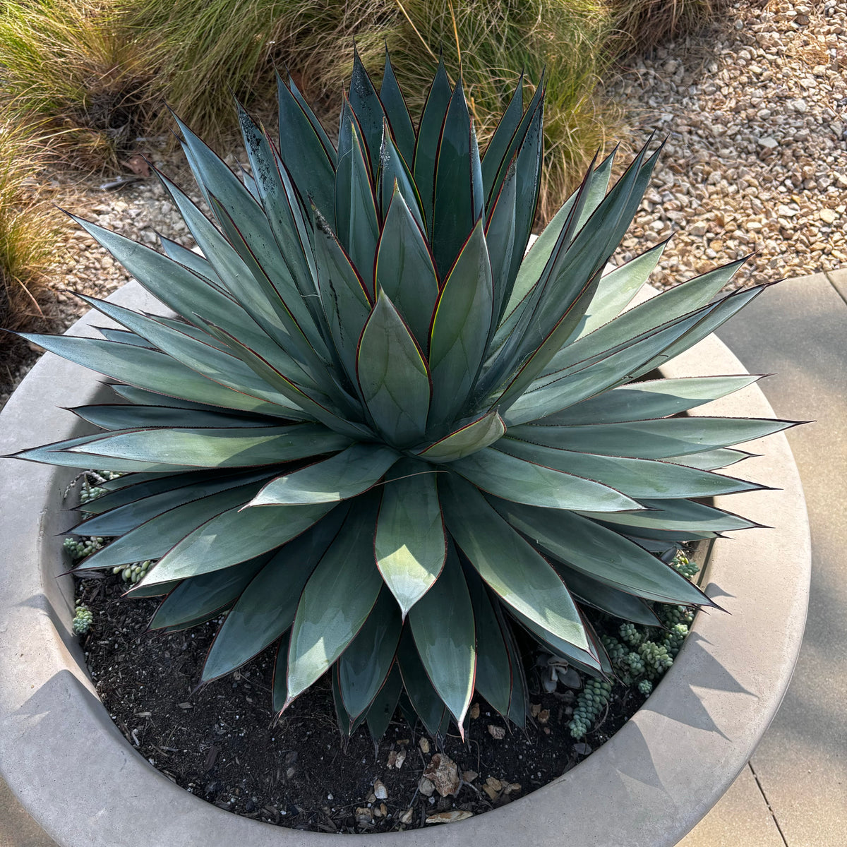 Agave &quot;Blue Glow&quot; Century Plant Succulent in Decorative Concrete Planter