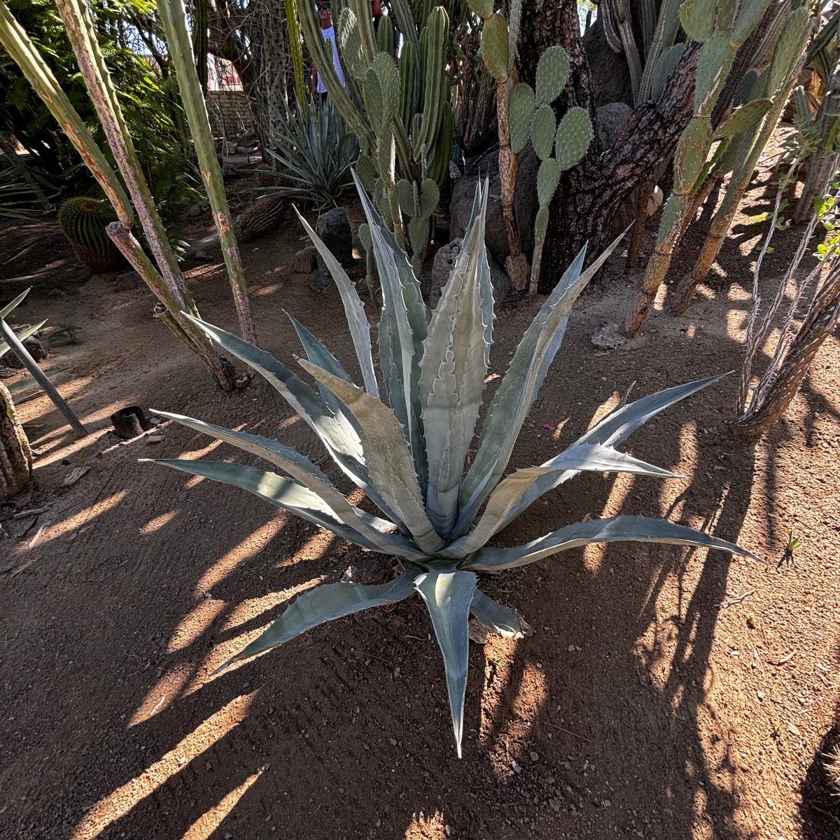 Big Blue Agave Americana Century Plant in a Cactus Garden