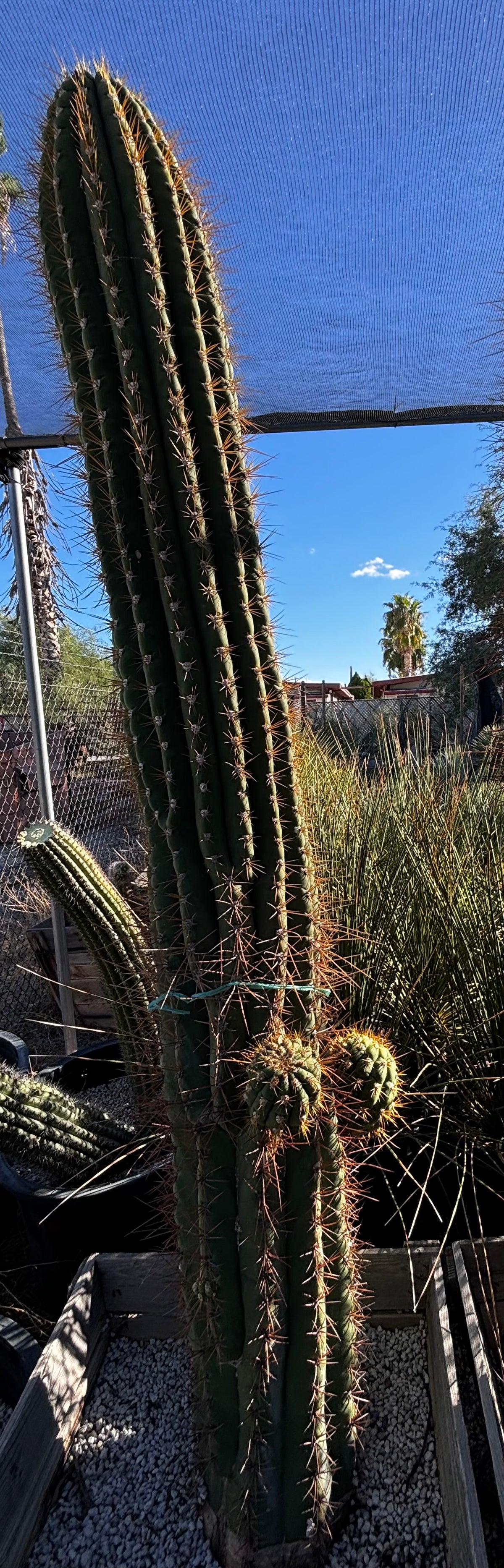 Tall South American Saguaro Cactus with budding arms, for sale online 