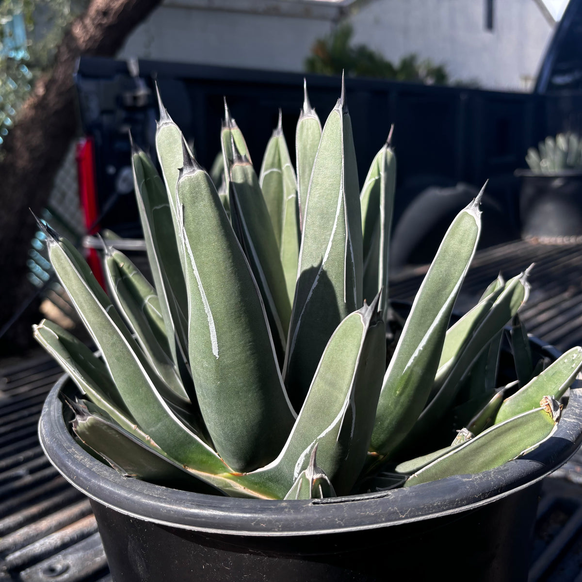 Closeup of King Ferdinand Agave showing mottled coloring texture of plant. Available for purchase through online sale.