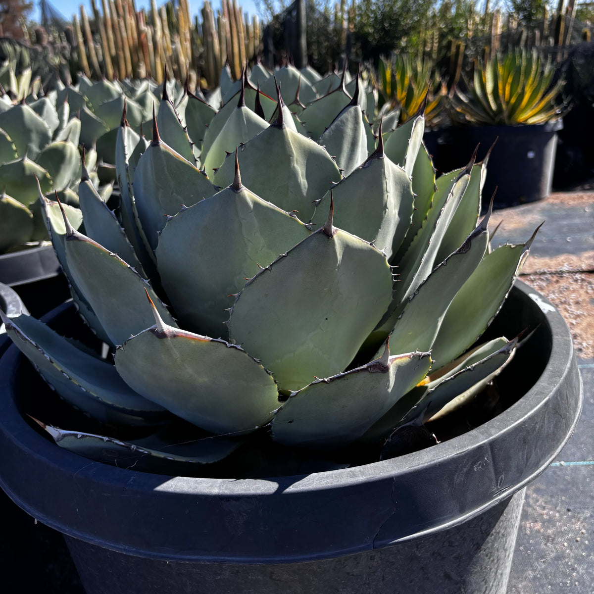 Closeup frontal view of Agave Parryi Truncata succulent for sale with additional Agave plants for sale shown in background