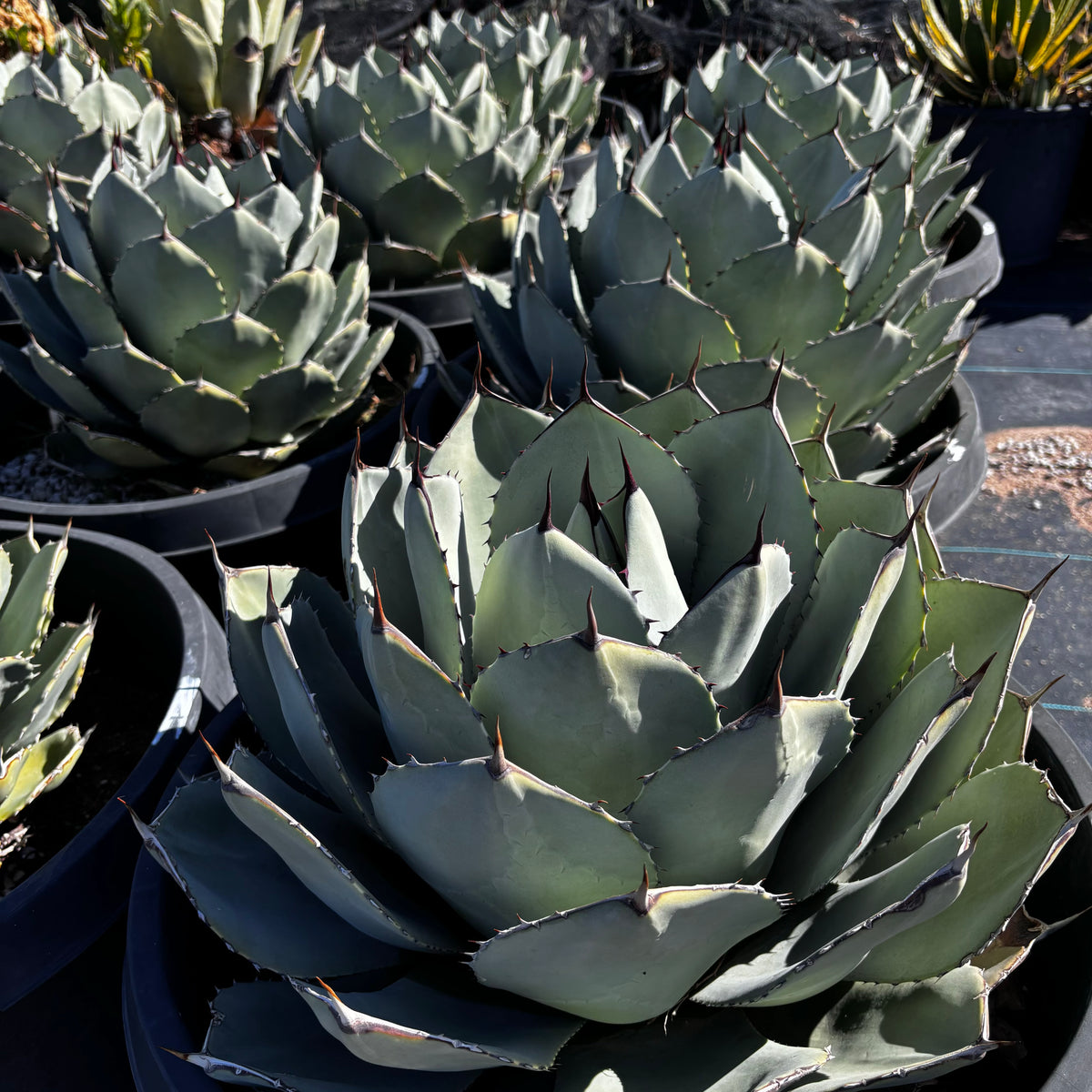 Top view of group of several Agave Parryi Truncata plants together, for sale online.