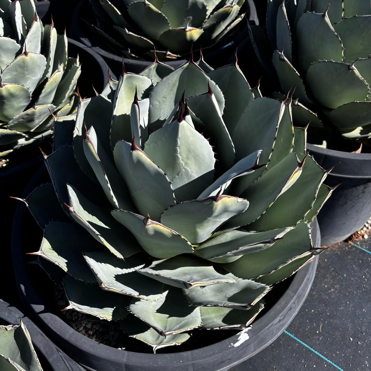 View from above of Agave Parryi Truncata succulent for sale available online.