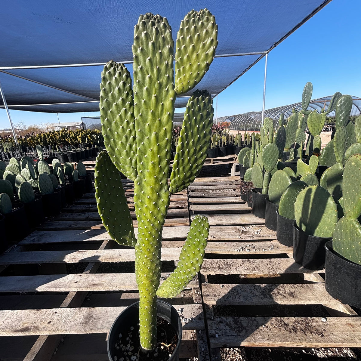 Cowboy Prickly Pear