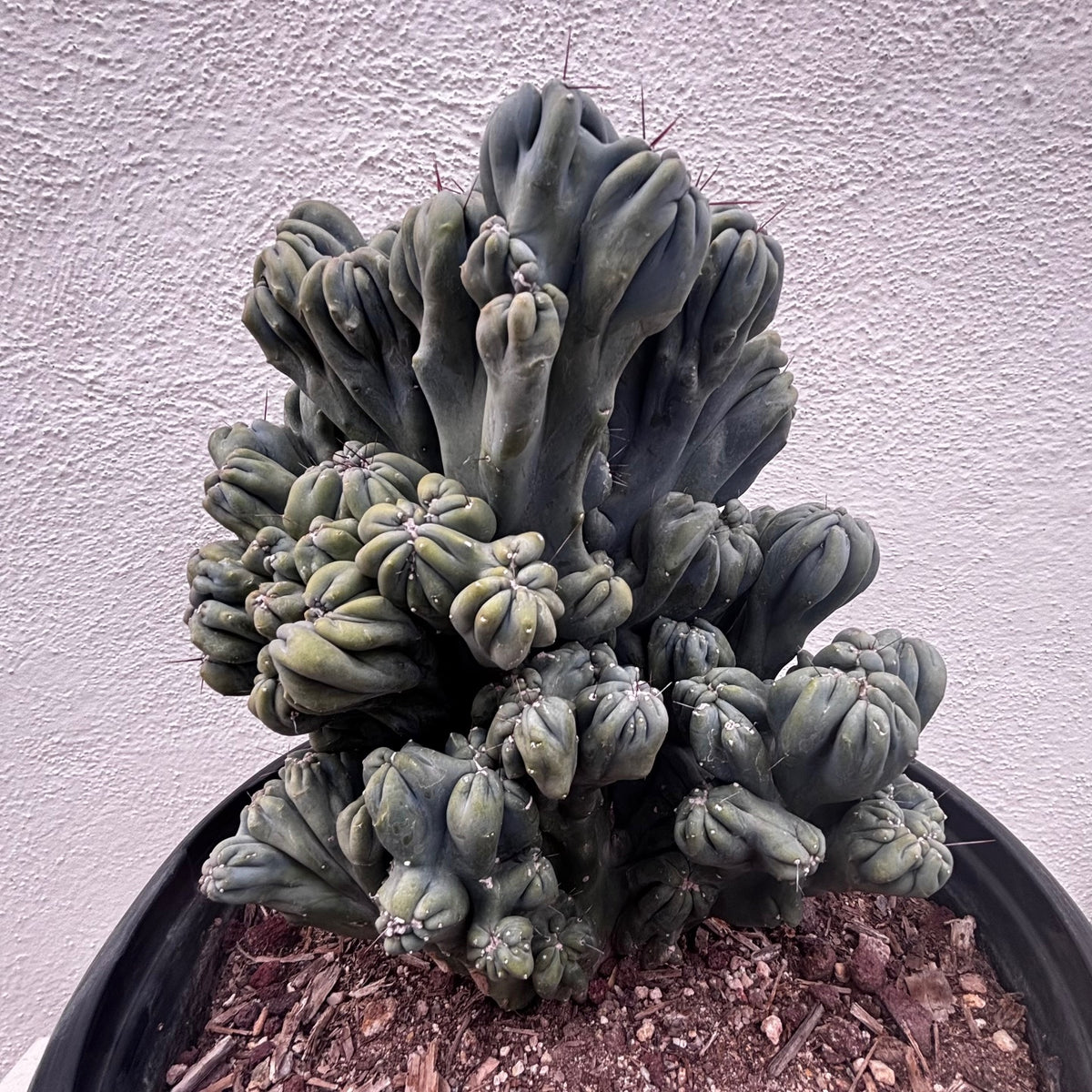 Large Cereus forbesii &#39;Ming thing&#39; cactus plant for sale online 