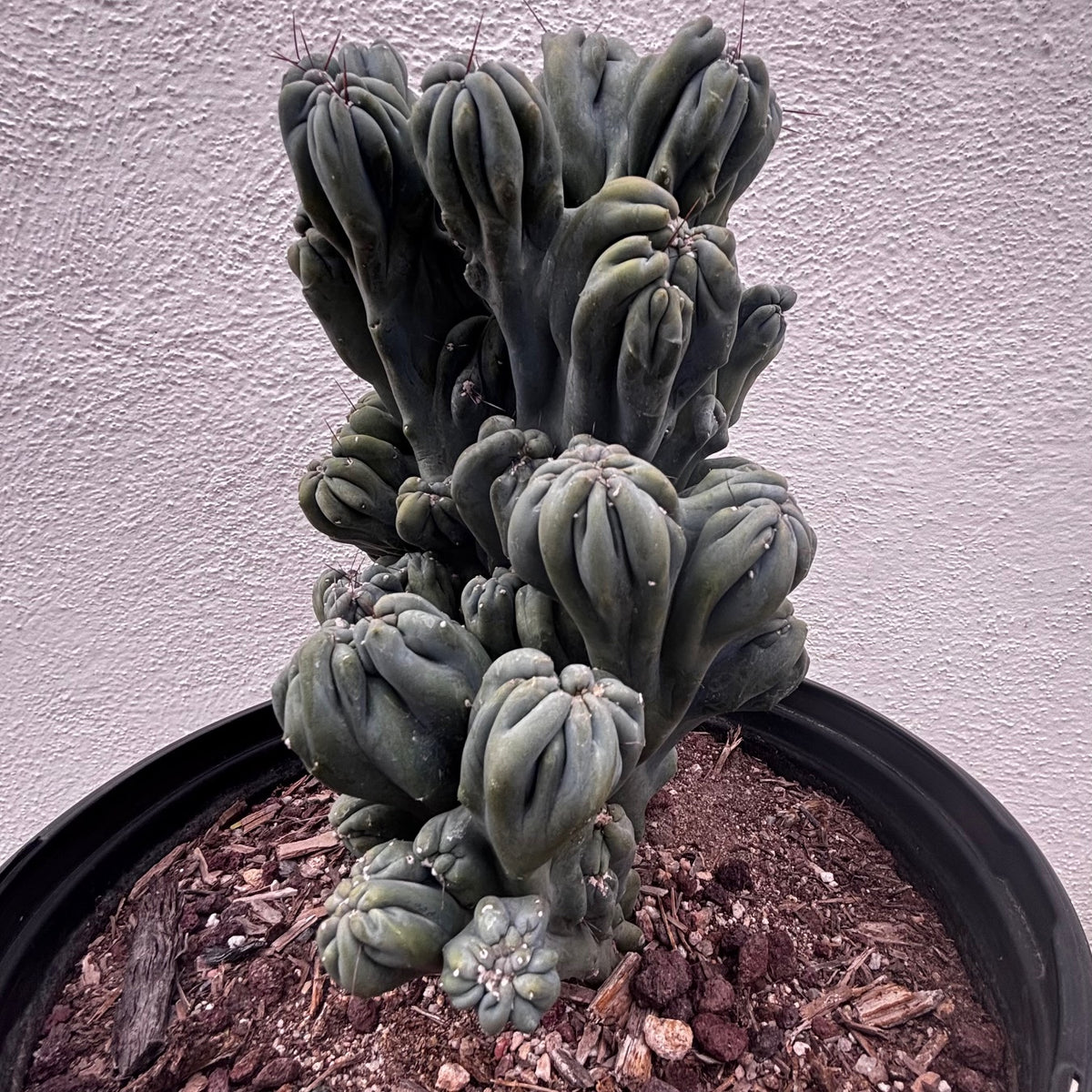 Large Cereus forbesii &#39;Ming thing&#39; cactus plant for sale online 