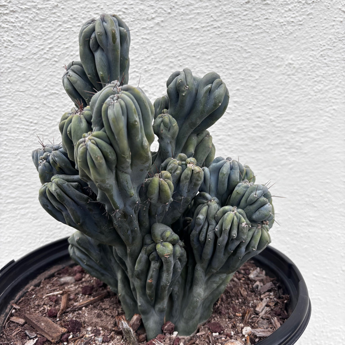 Large Cereus forbesii &#39;Ming thing&#39; cactus plant for sale online 