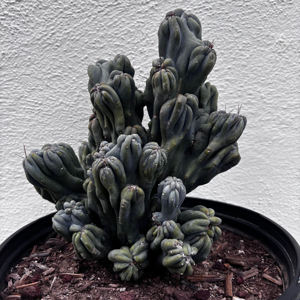 Large Cereus forbesii &#39;Ming thing&#39; cactus plant for sale online 