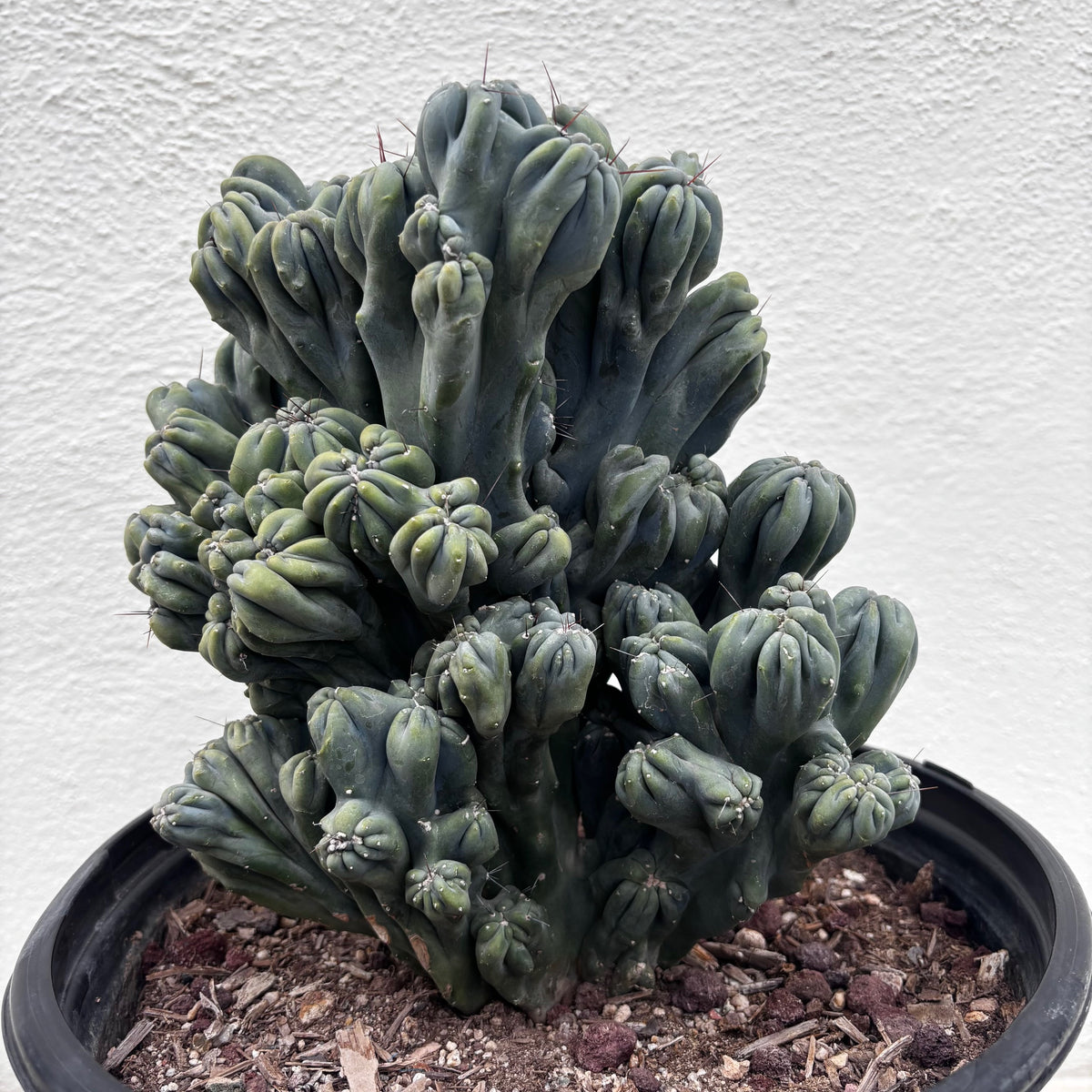 Large Cereus forbesii &#39;Ming thing&#39; cactus plant for sale online 