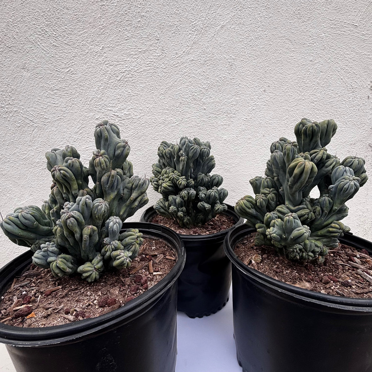 Group of three Large Cereus forbesii &#39;Ming thing&#39; cactus plants for sale online 