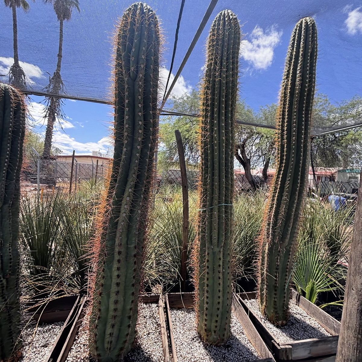 South American Saguaro