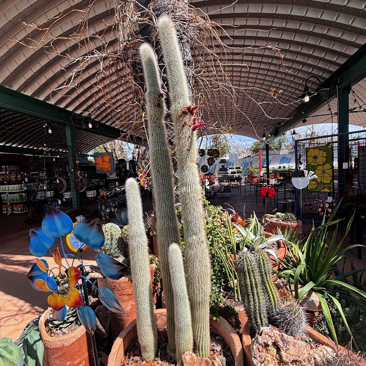 Silver Torch Cactus