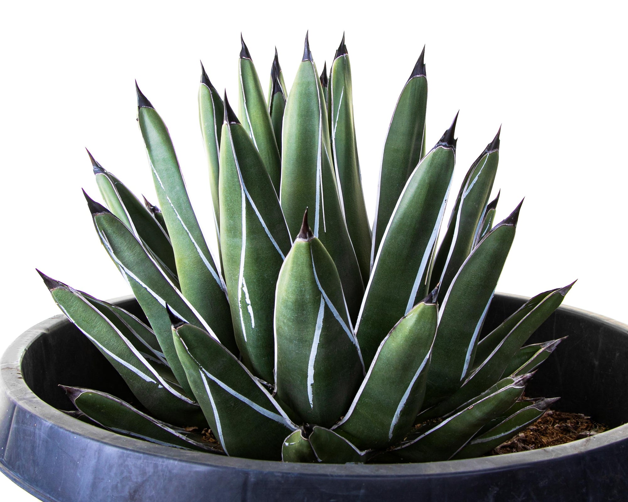 King Ferdinand Agave Century Plant Succulent For Sale Online