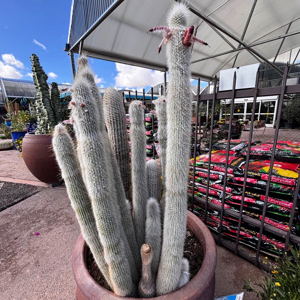 Silver Torch Cactus