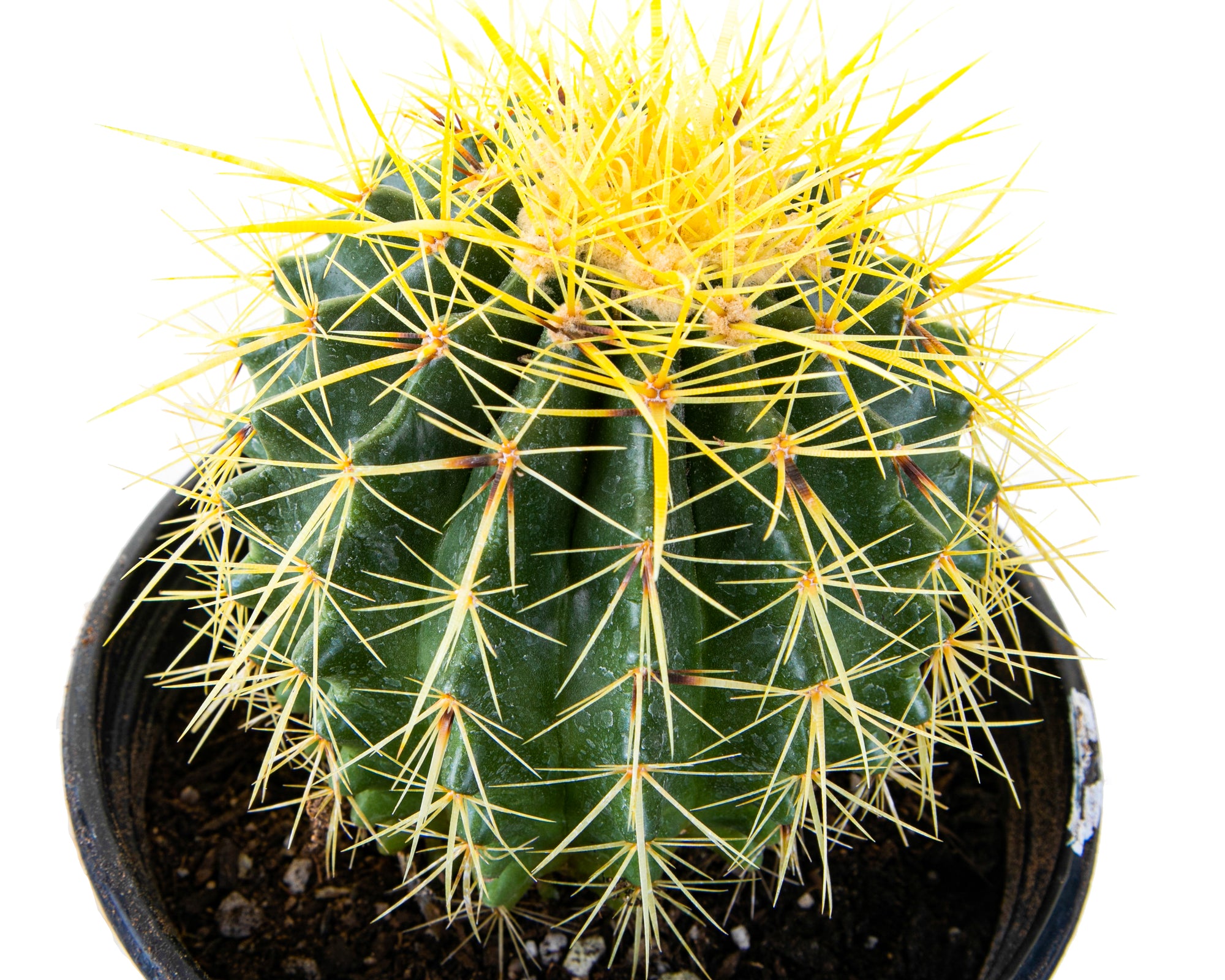 Golden Barrel Cactus| Large & Beautiful Golden Barrel Cactus For Sale ...